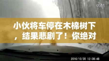 小伙将车停在木棉树下结果悲剧了